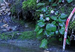 Oconee-Bells-Highlands-Biological-Station.jpg