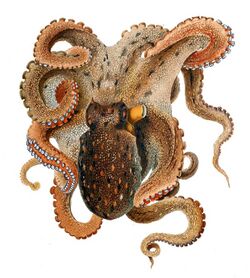 Octopus vulgaris Merculiano.jpg