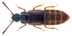 Omalium caesum Gravenhorst, 1806 (28886524475).png