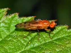 Opomyzidae - Opomyza florum.JPG