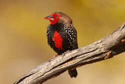 Painted Finch at Trephina Gorge Nature Park Northern Territory Australia.jpg