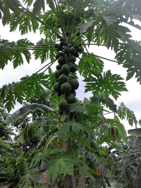 File:Papaya tree DRC.jpg