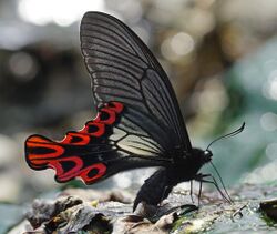 Papilio maraho male ventral view 20160423.jpg
