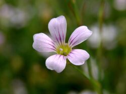 Petrorhagia saxifraga.jpg