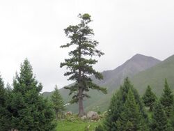 Picea purpurea, Ganzi Zangzu, Sichuan.jpg