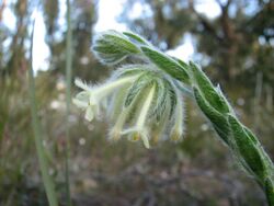 Pimelea octophylla.jpg