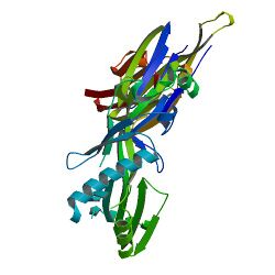 Pneumolysin-protein-3d-structure-RCSB.jpg
