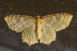 Polynesia sunandava moth.jpg