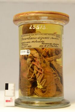 Procambarus digueti Preserved Specimen.jpg