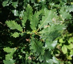 Quercus petraea iberica 1.jpg