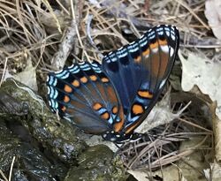 Red Spotted Purple Butterfly.jpg
