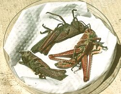 Red locust with Metarhizium.jpg