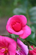 Rosa Medley Pink-Alemania (11983001096).jpg