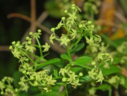 Rubiaceae - Rubia peregrina-1.JPG