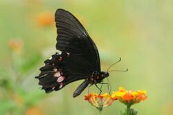 Ruby-spotted swallowtail, ventral (1).jpg
