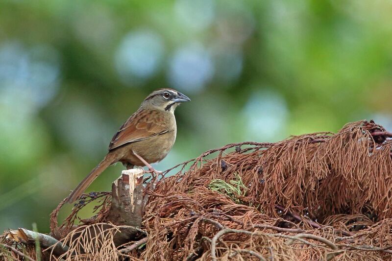 File:Rusty Sparrow, El Triunfo, Mexico (16583752214).jpg