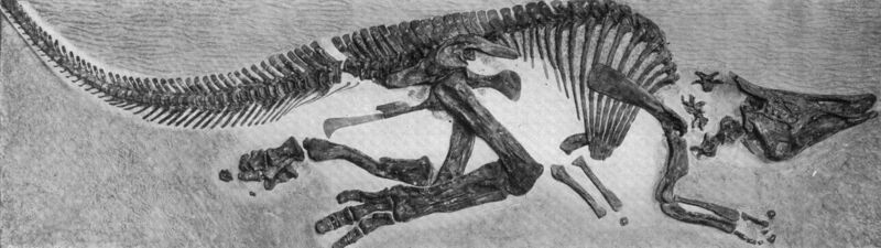 File:Saurolophus skeleton.jpg