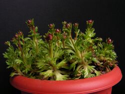 Saxifraga x arendsii20140415 17.jpg