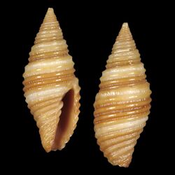 Seashell Pseudonebularia sarinoae.jpg