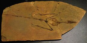 Sharovipteryx mirabilis fossil.JPG