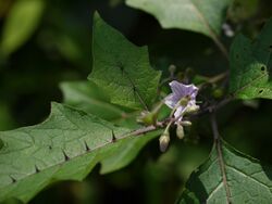 Solanum anguivi (6230669311).jpg