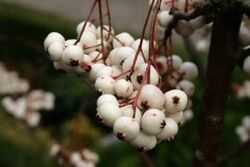 Sorbus-koehneana-fruits2.jpg