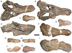 Specimens of Scylacosaurus.jpg