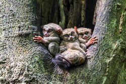 Spectral tarsier babies from Tangkoko National Park
