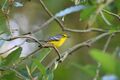 St. Lucia Warbler nEO.jpg