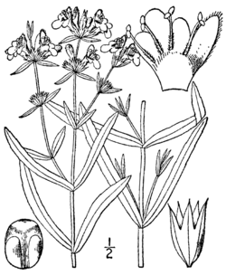 Stachys hyssopifolia BB-1913.png