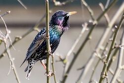 Star Sturnus vulgaris.jpg