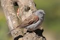 Swainson's sparrow (Passer swainsonii).jpg