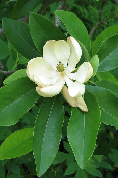 File:Sweetbay Magnolia Magnolia virginiana Flower Closeup 2242px-2.jpg
