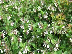 Symphytum grandiflorum, creeping comfrey, with Cotinus coggygria.JPG