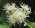 Syzygium hemisphericum 14.jpg