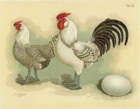 Tab30 Hühner (Geflügel-Album, Jean Bungartz, 1885).jpg