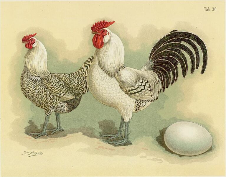 File:Tab30 Hühner (Geflügel-Album, Jean Bungartz, 1885).jpg