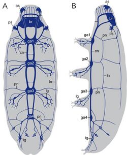 Tardigrade zenuw.jpg