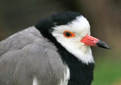The head of a long-toed lapwing, showing a short red and black bill, white face and forehead, dark eye with an orange eye ring, and black crown and breast