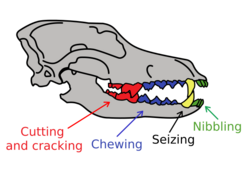 Nibbling by the incisors at the front of the mouth, next the canines for seizing, next the premolars for chewing, next the carnassials and molars for cutting and cracking