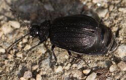 2016 09 22 Galeruca tanaceti female.jpg