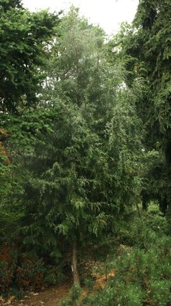 6934-Juniperus semiglobosa-DZ 09.15.JPG