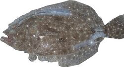 A Gulf flounder fish.jpg