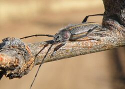 A long-horned beetle, Schizax senex (4573242021).jpg