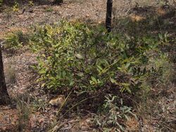 Acacia complanata habit.jpg