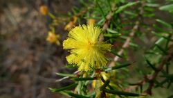 Acacia echinula flower (6052754306).jpg