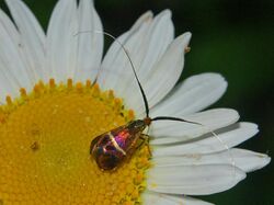 Adelidae - Adela australis.jpg