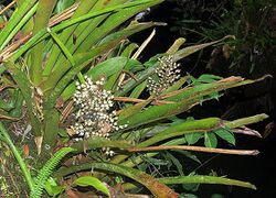 Aechmea angustifolia (18883966923).jpg