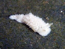 Aegires albopunctatus from Fitzgerald Marine Reserve, California.jpg