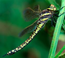 Aeshna serrata, female.jpg